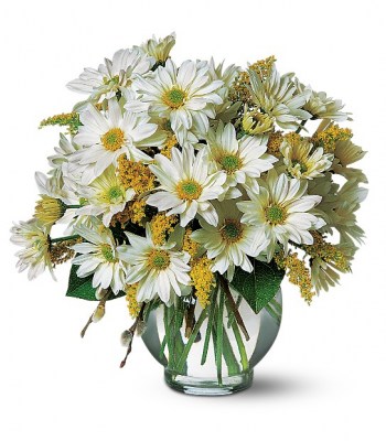 daisy-bowl-flowers